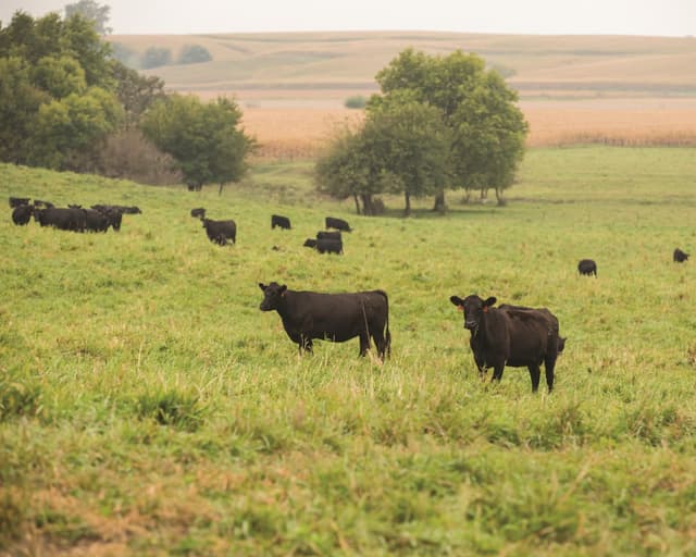 Cattle stand in a field in Tennessee.