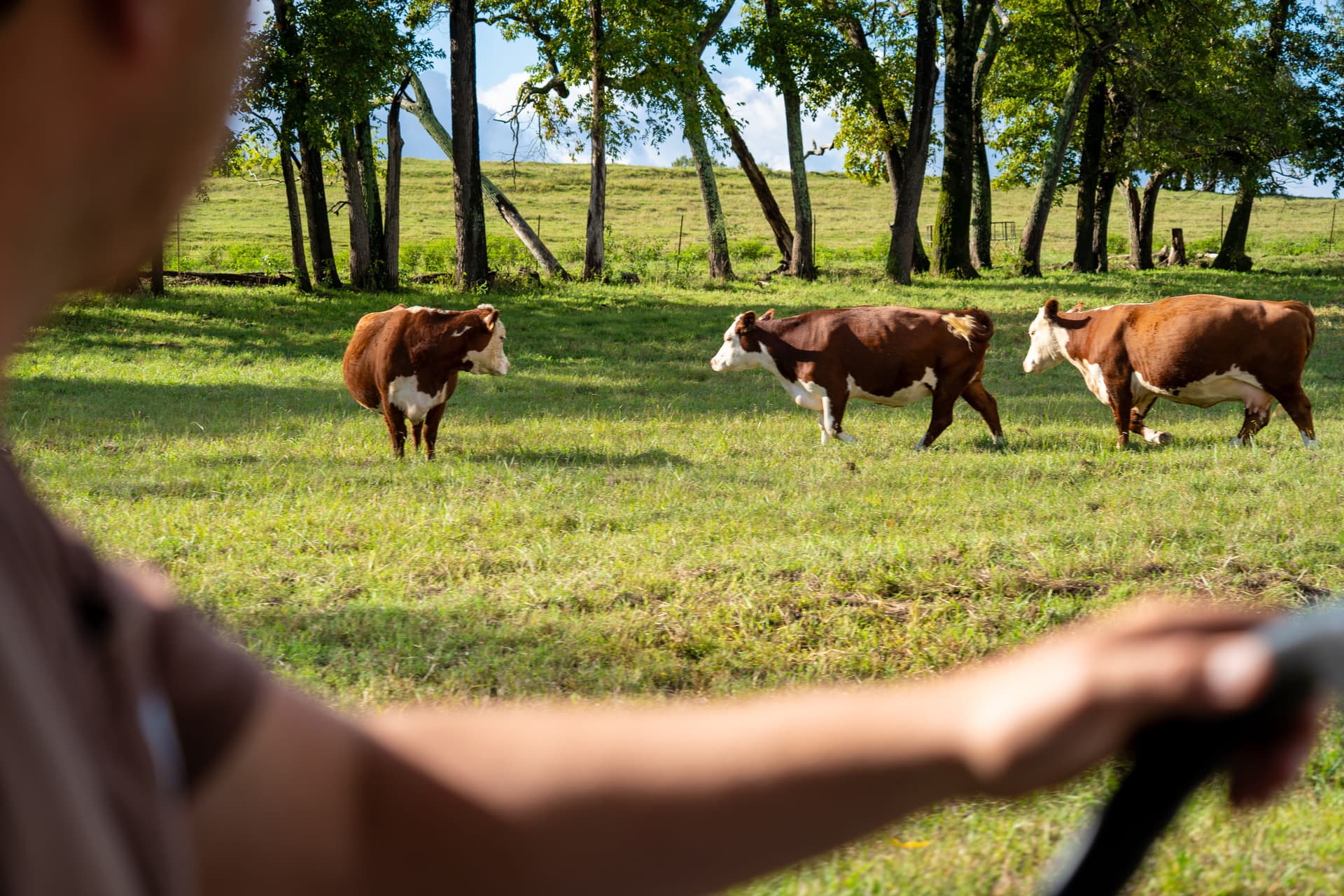 A pasture of cows is viewed from the perspective of a man operating a John Deere Gator.